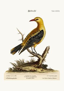 ゴールデンツグミ、1749-73